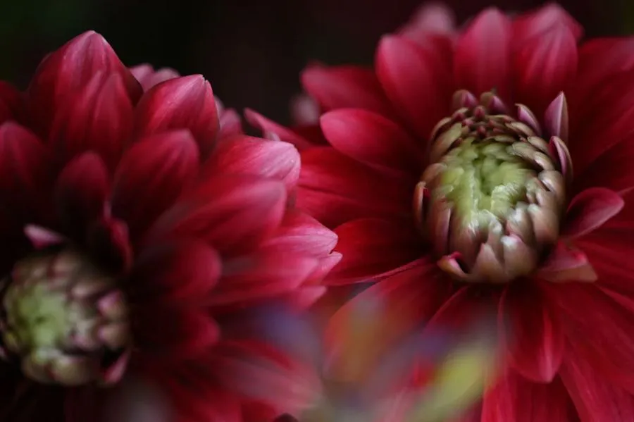 Nikon Nikkor Z 24-120 mm f/4 S