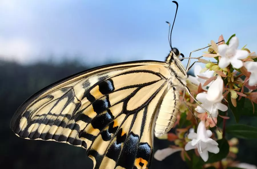 obiektyw-fujifilm-fujinon-xf-30-mm-f-2-8-r-lm-wr-macro